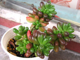 室内小盆栽 迷你盆栽 防辐射 多肉植物 虹之玉
