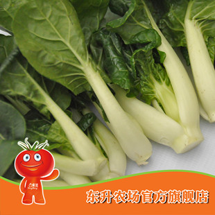  【东升农场】无公害奶白苗_奶白菜青菜健康食品 广东配送（300g）
