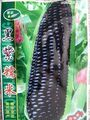 出售蔬菜种子 黑玉米种子 大量优惠