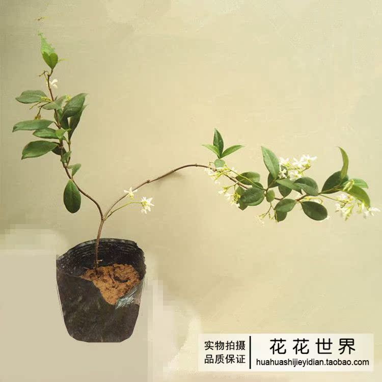 花卉 盆栽 爬藤植物 银丝茉莉 庭院植物 花期长 净化空气效果好