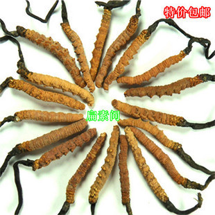  扁素问 冬虫夏草正品 藏 虫草批发 同仁堂同效 免邮送 虫草礼品盒