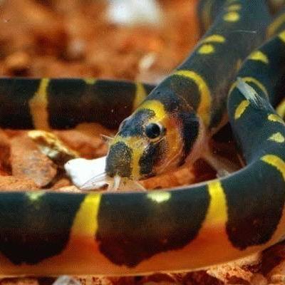 Snake larvae Coolie Loach Crystal Shrimp cylinder Eat planarianin the Pet/Pet food and supplies , Aqua World , Fish category - from Buy2taobao.com to provide professional Taobao agent buy service