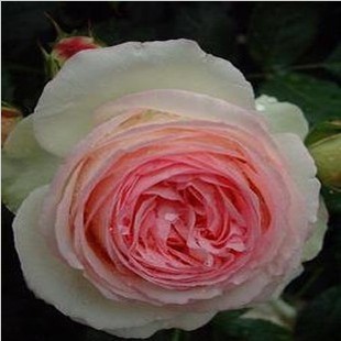 冲冠秒杀欧洲藤本月季龙沙宝石 阳台庭院植物