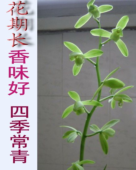 E花多香味好 精选下山蕙兰 兰花 苗 香味好 花卉植物盆栽室内盆景