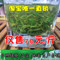 上下架计划:日照绿茶2014新茶叶春茶板栗香 比崂山绿茶自产自销 高山雨雾 包