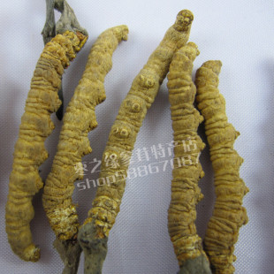  虫草【纯野生西藏冬虫夏草3-4条/克】158元特价价销售 假一赔十