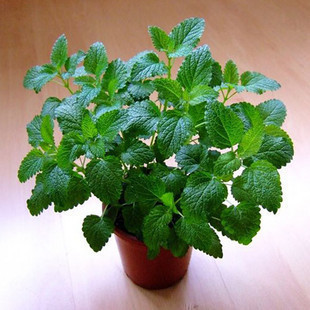 【多图】柠檬香水薄荷 - 柠檬香水薄荷品牌|价格