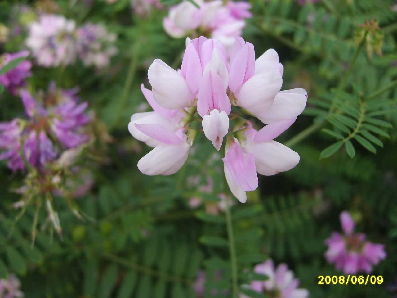 云南昆明中药种子,黄芪,黄芪种子花种子,观花产药两不