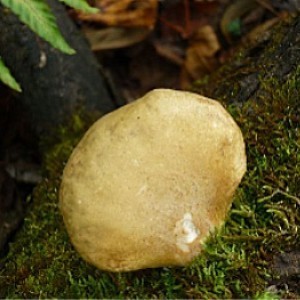  野生元蘑 100%野生 山珍干货 大兴安岭野生蘑菇纯天然送领导500g