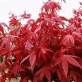 ★红枫树苗/日本红枫/红枫小苗/ 鸡爪槭苗 美国红枫苗2.50-9.80元