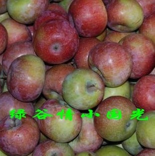  特级正宗怀旧小国光苹果 北京平谷特产新鲜水果产地直销 酸甜难看