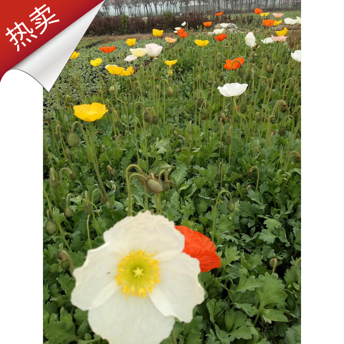 冰岛虞美人花苗盆栽 多年生宿根花卉 绿化工程用苗JmBNEi1aig在类目 鲜花速递/花卉仿真/绿植园艺, 花卉/绿植盆栽(新), 花卉中 - 来自Buy2taobao.com提供专业的淘宝代购服务