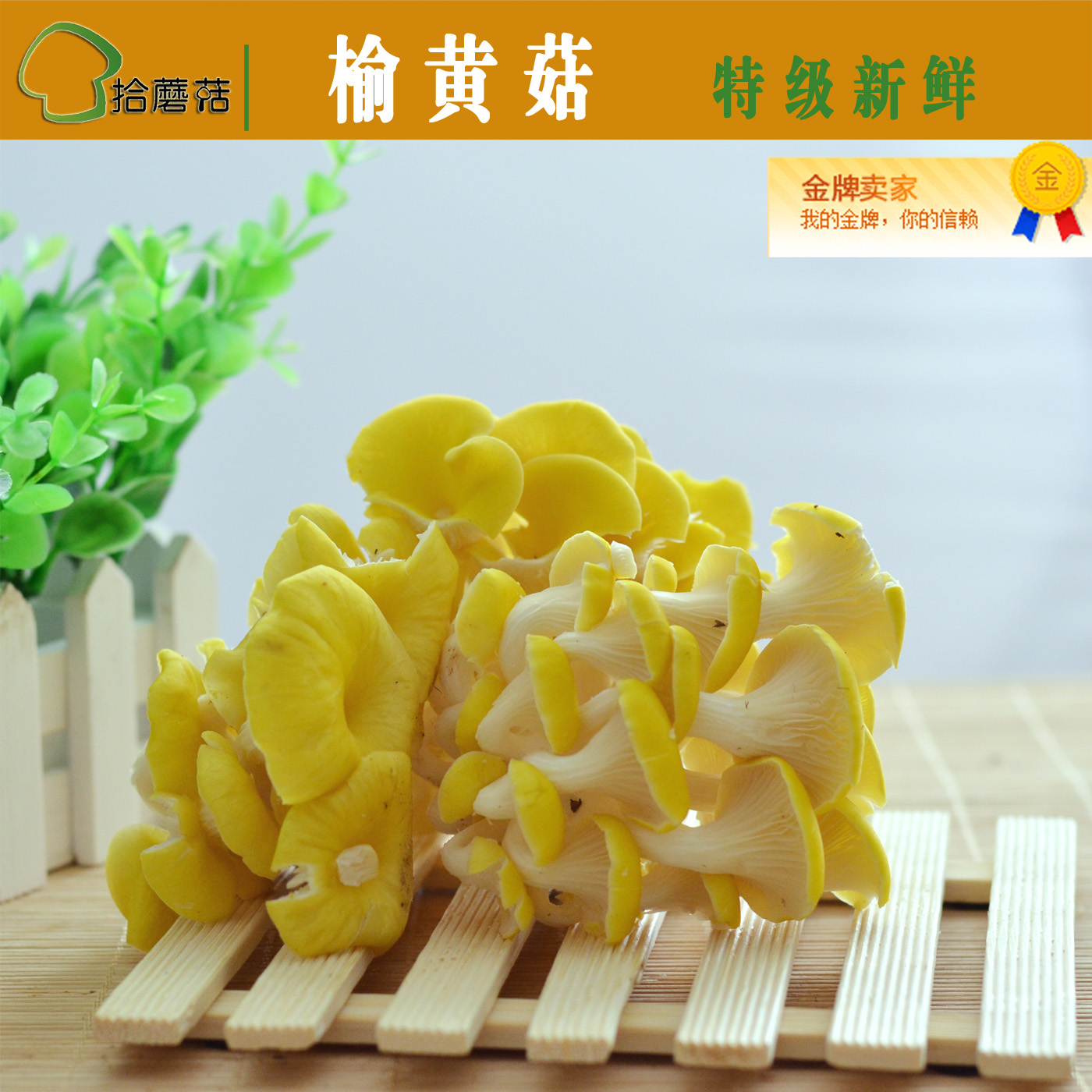 新鲜榆黄菇 鸡油黄 金顶侧耳 玉皇蘑 金顶蘑 云南特产 包顺丰在类目 粮油米面/南北干货/调味品, 南北干货/肉类干货, 干货/土特产, 香菇类中 - 来自Buy2taobao.com提供专业的淘宝代购服务