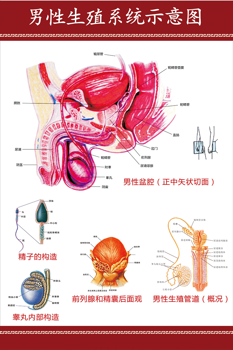 男性生殖系统盆腔示意图医学宣传挂图人体器官解剖图医院布置海报