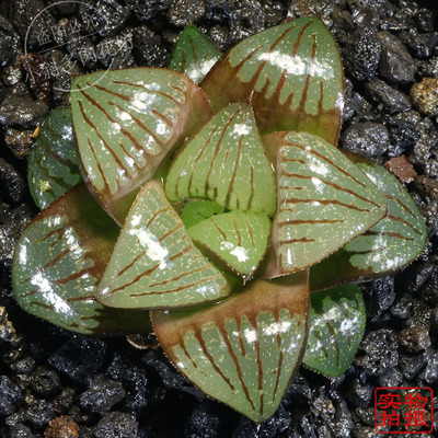 原始红纹寿 多肉 一物一拍 非组培 多肉植物 稀有品种 十二类