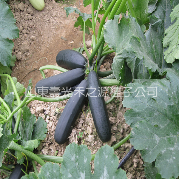 黑美丽西葫芦种子 紫黑绿有光泽 全国各地适宜 口感脆嫩 R|msdalam kategori barangan pertanian, Seed/Anak benih, Benih sayur-sayuran - dari Buy2taobao.com untuk memberikan perkhidmatan ejen Taobao profesional membeli