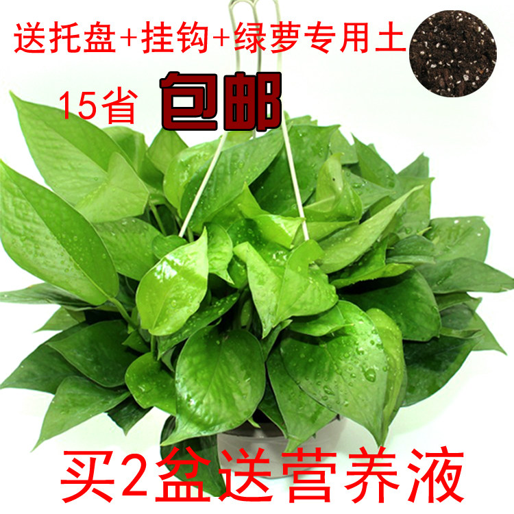 绿航绿萝植物盆栽吊兰花卉装修房办公室净化空气吸甲醛防辐射包邮