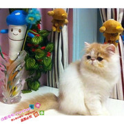 上海出售家养纯种加菲猫异国短毛，猫活体宠物，红白梵纯种家菲小猫g