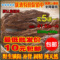上下架计划:新疆野生金锁阳 锁阳片固精补肾中药材店内有 肉苁蓉玛卡鹿茸包邮
