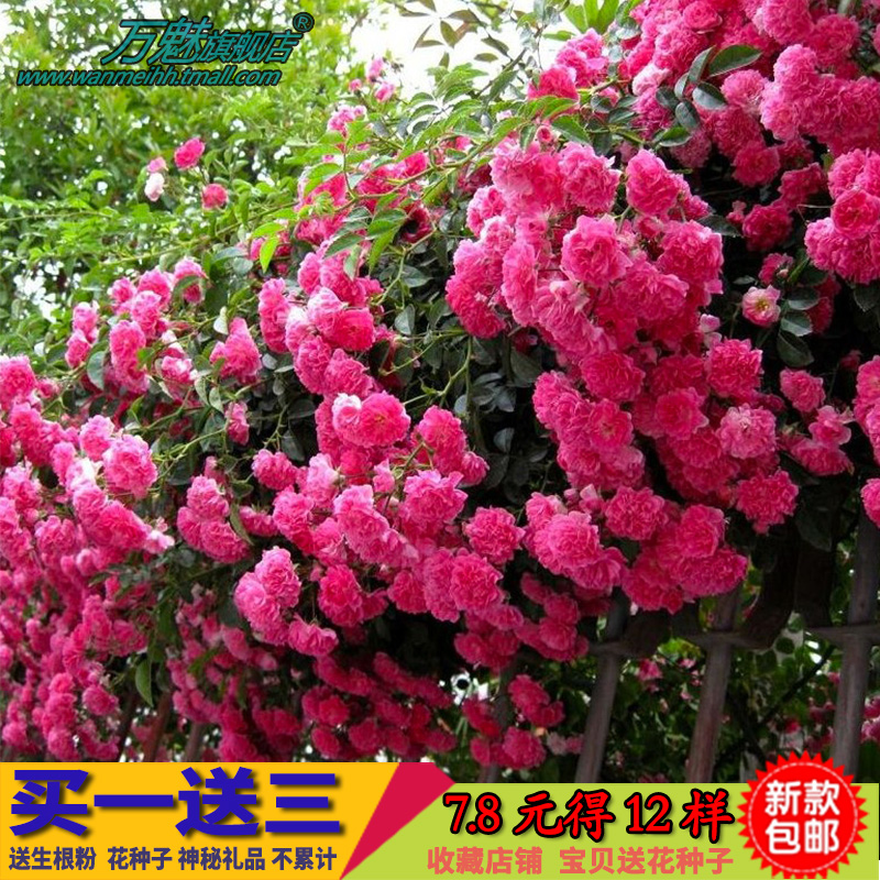 蔷薇花苗 爬藤月季玫瑰 四季爬墙绿植5年苗 庭