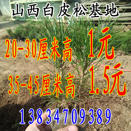 白皮松小苗 白皮松树苗 白皮松盆栽 绿化白皮松 白皮松树苗在类目 鲜花速递/花卉仿真/绿植园艺, 花园植物/行道树/果树, 果树中 - 来自Buy2taobao.com提供专业的淘宝代购服务