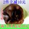 上下架计划:青川黑木耳特级椴木耳干货特产散装碗耳胜东北老鼠耳