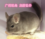 4个月紫灰龙猫宝宝，紫灰mm广州实体店现售中欢迎到店挑选