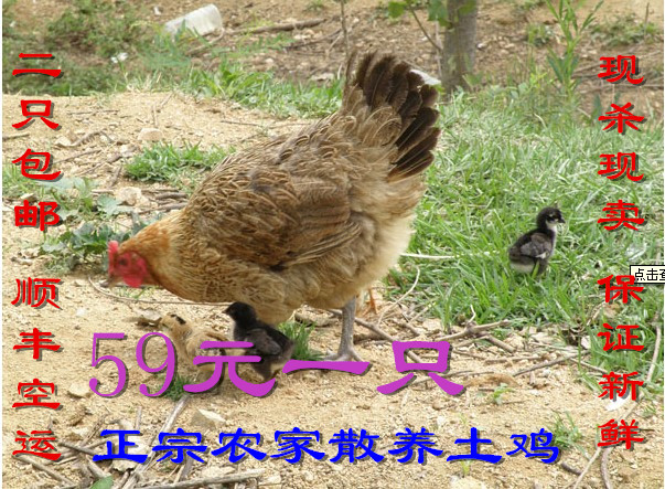 正宗農家散養土母雞 新鮮老母雞 笨雞 草雞 蛋雞2只包郵順豐空運在類目 水產肉類/新鮮蔬果/熟食, 生肉/肉製品, 雞肉類, 生雞肉中 - 來自Buy2taobao.com提供專業的淘寶代購服務