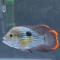 大型观赏鱼-猪仔鱼宠物鱼活体鱼苗鳄雀鳝福鳄