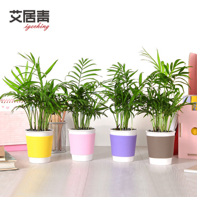 富贵竹绿植盆栽罗汉松袖珍椰子绿色盆景植物办公室室内桌面小绿植