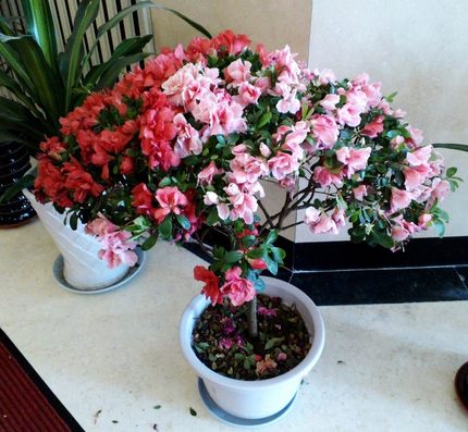 高档室内盆栽花卉 杜鹃花苗 盆栽杜鹃花 盆景杜鹃花 映山红