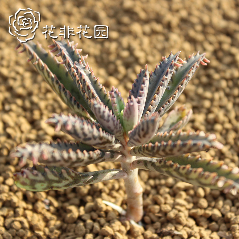 花非花園-多肉植物 綠植 小盆栽庭院植物 多肉 【筒葉不死鳥】在類目 鮮花速遞/花卉仿真/綠植園藝, 花卉/綠植盆栽(新), 多肉植物中 - 來自Buy2taobao.com提供專業的淘寶代購服務