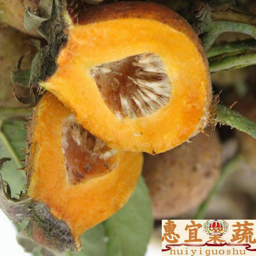 Rosa sterilis Fresh fruit SF 4 jin outfit Kim Cili Sweet and meaty The benefits of fruits and vegetables should bein the Aquatic meat/Fresh fruits and vegetables/Cooked , Fresh fruit , Other category - from Buy2taobao.com to provide professional Taobao agent buy service