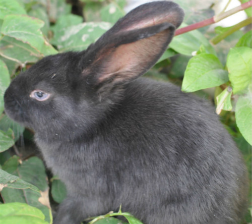 Sichuan Province living thing rabbit Mini Princess rabbit Pets Bunny Black Rabbit Farm Healthyin the Pet/Pet food and supplies , Rabbits and supplies , Rabbit category - from Buy2taobao.com to provide professional Taobao agent buy service