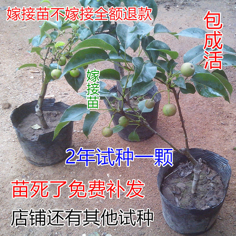 【天天特价】果树梨树苗嫁接苗砀山白酥梨树苗梨子树苗梨树果树盆