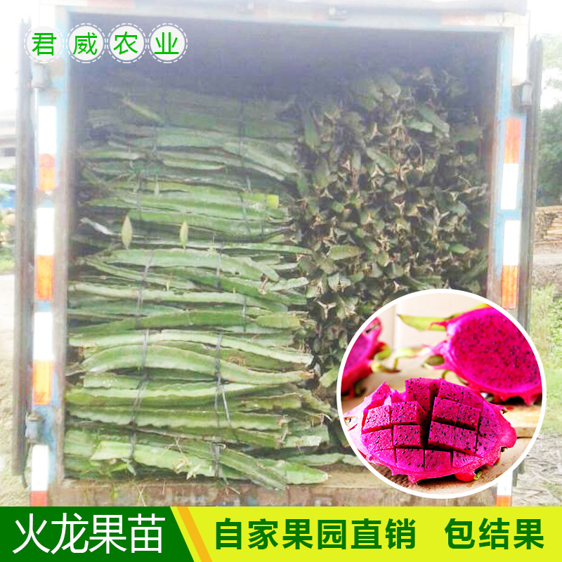 黑龙果无根枝条25CM长,火龙果苗,果树苗,盆栽