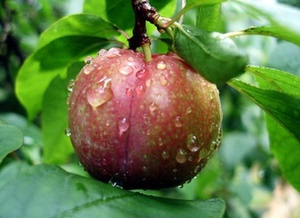 500g广西特产 三月李 孕妇水果 新品果子 野果