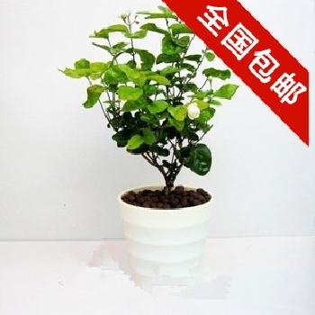 盆栽*植物*盆景*室内花卉苗子【白色茉莉花】芳香四溢 今日特价