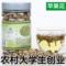 上下架计划:山东特级精选优质苹果花 苹果花茶 花草茶 新鲜 罐装50g