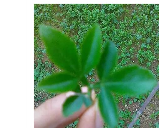 菠萝蜜苗木菠萝苗嫁接苗木干包湿包四季马来西