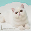 纯白色加菲猫异国短毛猫，纯白加菲活体幼猫纯种，家养加菲猫幼猫p