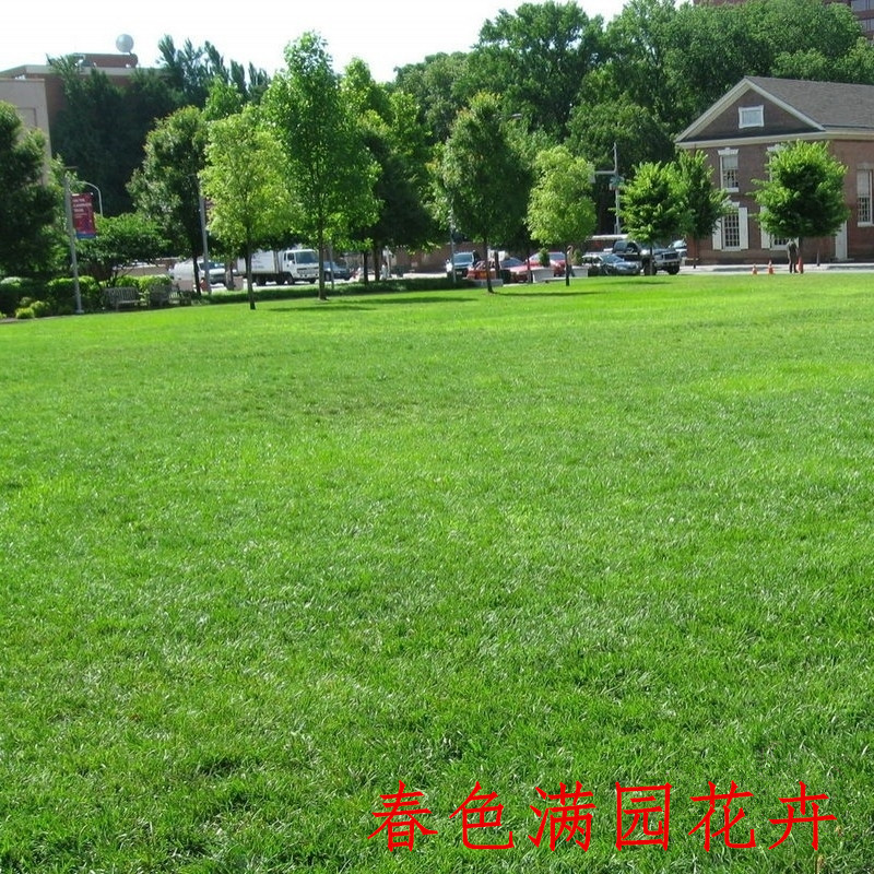 高羊毛进口四季常青草坪种子 高羊茅种子 耐寒性好草皮专用在类目 鲜花速递/花卉仿真/绿植园艺, 花卉/蔬果/草坪种子(新), 家庭园艺种子中 - 来自Buy2taobao.com提供专业的淘宝代购服务