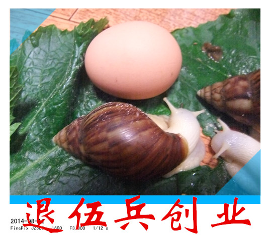 蝸牛活體 寵物蝸牛 白玉蝸牛 美容蝸牛 包活 蝸牛活體寵物在類目 寵物/寵物食品及用品, 其它寵物, 其它寵物中 - 來自Buy2taobao.com提供專業的淘寶代購服務