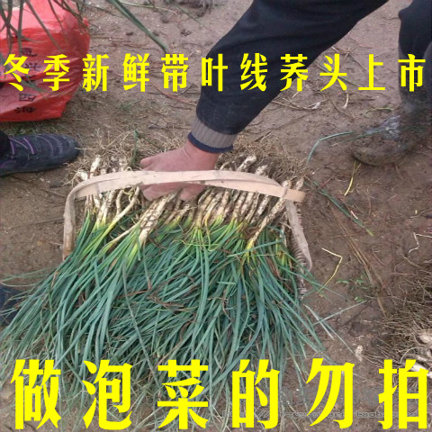 新鲜带叶荞头现挖藠头农家自种茭头非泡菜酸甜藠头原材料荞头种子在类目 水产肉类/新鲜蔬果/熟食, 新鲜蔬菜/蔬菜制品, 新鲜蔬菜, 其它中 - 来自Buy2taobao.com提供专业的淘宝代购服务