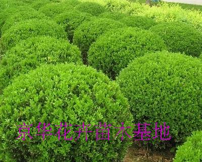 绿化植物 小叶黄杨球★小叶黄杨苗★庭植观赏绿篱 黄杨大球|msdalam kategori penghantaran bunga/bunga simulasi/tumbuhan berkebun, bunga/Tumbuh-tumbuhan tumbuh-tumbuhan pasu (baru), tumbuh-tumbuhan hijau - dari Buy2taobao.com untuk memberikan perkhidmatan ejen Taobao profesional membeli