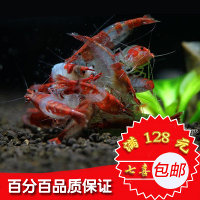 紅琉璃蝦 活體,七彩紅琉璃蝦,紅琉璃米蝦,藍絲絨基因蝦觀賞蝦在類目 寵物/寵物食品及用品, 水族世界, 蝦中 - 來自Buy2taobao.com提供專業的淘寶代購服務
