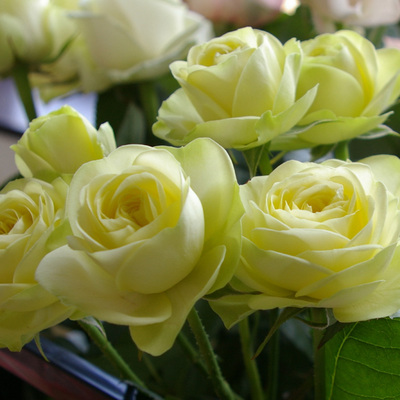 奶油龙沙 多头勤花月季花苗（小灌木）