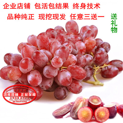 南方北方正宗美国黑提子巨峰葡萄苗嫁接果苗木