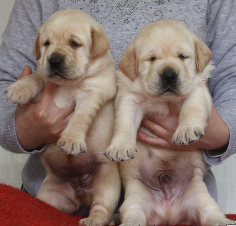 拉不拉多犬 黑色 可来场挑选 宠物狗狗纯种拉布拉多幼犬 可