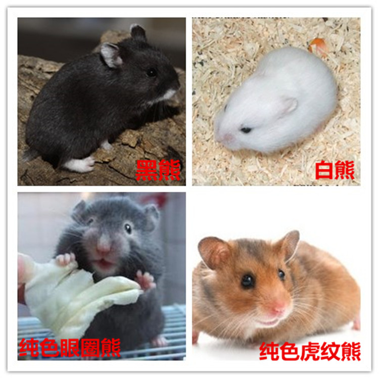 【拍前联系】仓鼠活体白熊金丝熊宠物活体黑熊眼圈熊虎纹熊纯色在类目 宠物/宠物食品及用品, 仓鼠类及其它小宠, 仓鼠中 - 来自Buy2taobao.com提供专业的淘宝代购服务